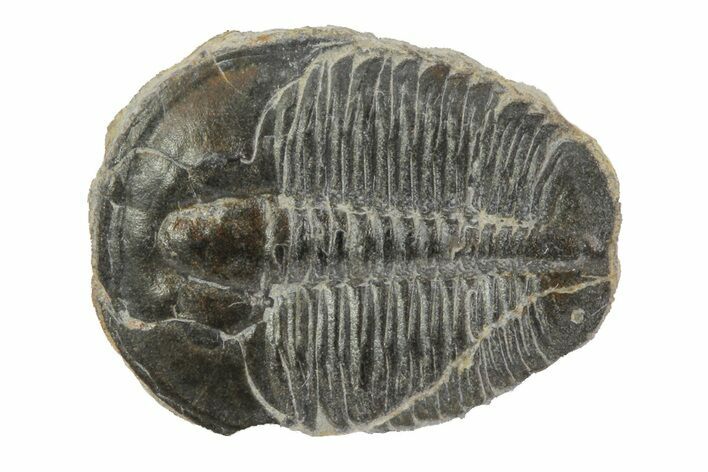 Elrathia Trilobite Fossil - Utah #79011